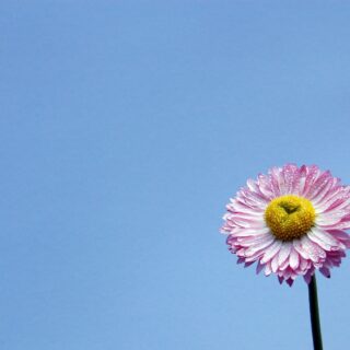 purple flower