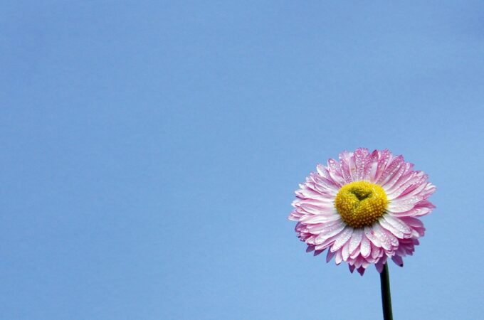 purple flower